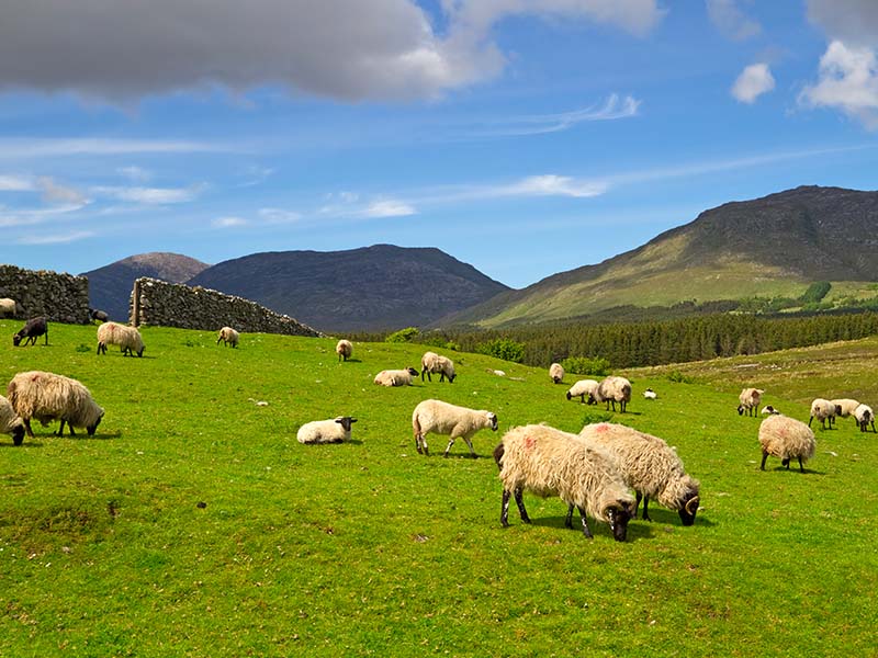 Voyage organisé en Écosse & Irlande