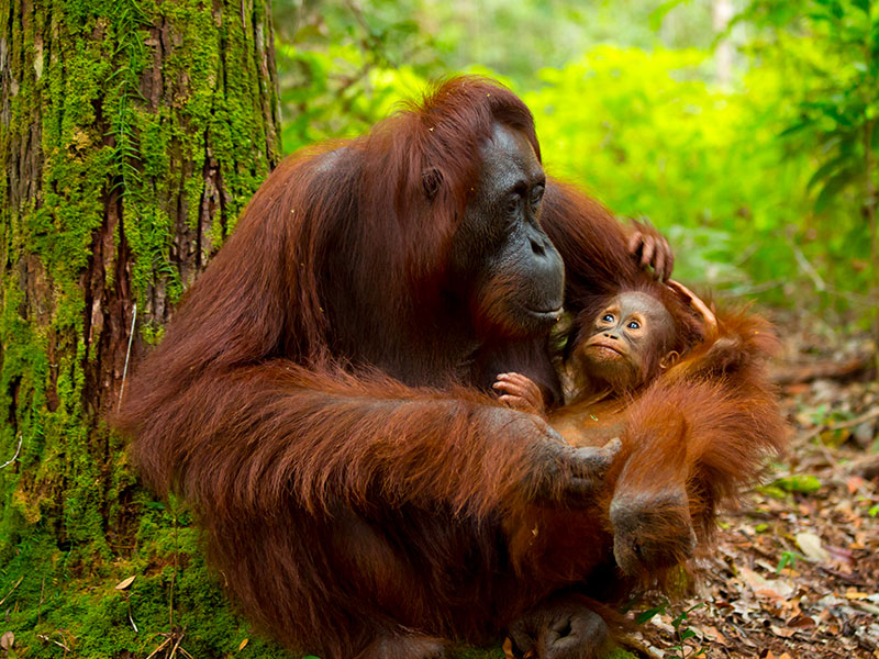 Voyage organisé à Singapour & Malaisie