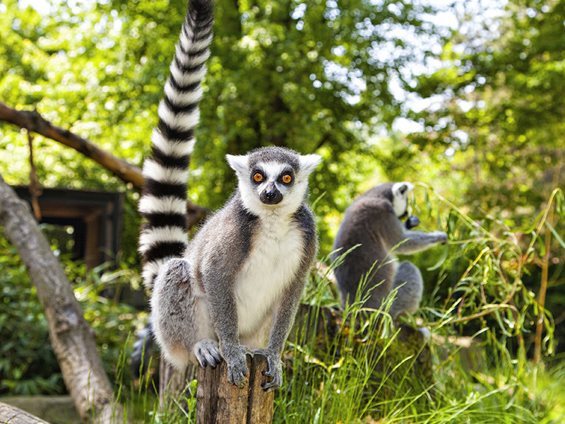 Voyage organisé à Madagascar