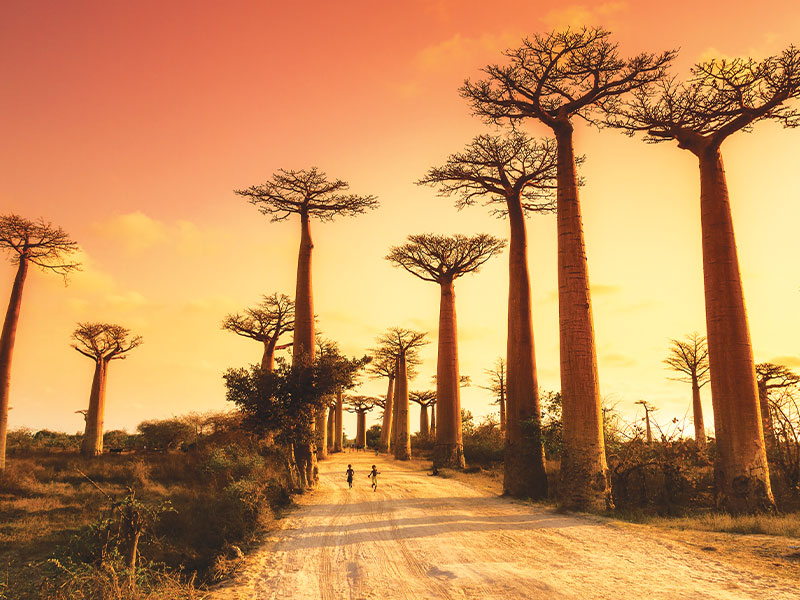 Voyage organisé à Madagascar