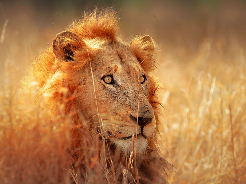lion