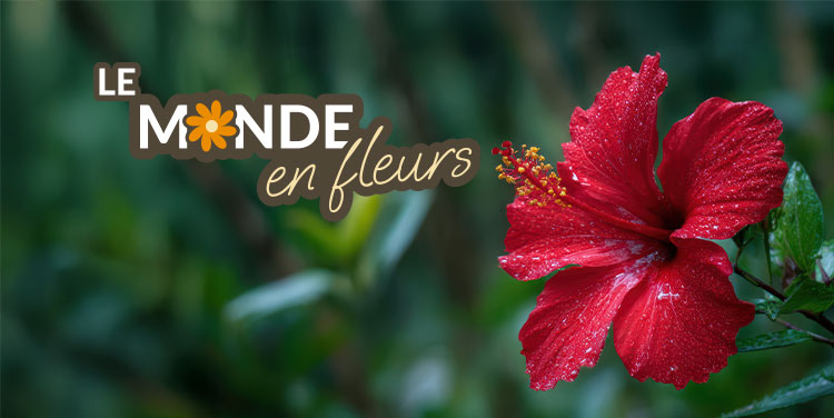 Des bateaux quittant la ville de Sydney