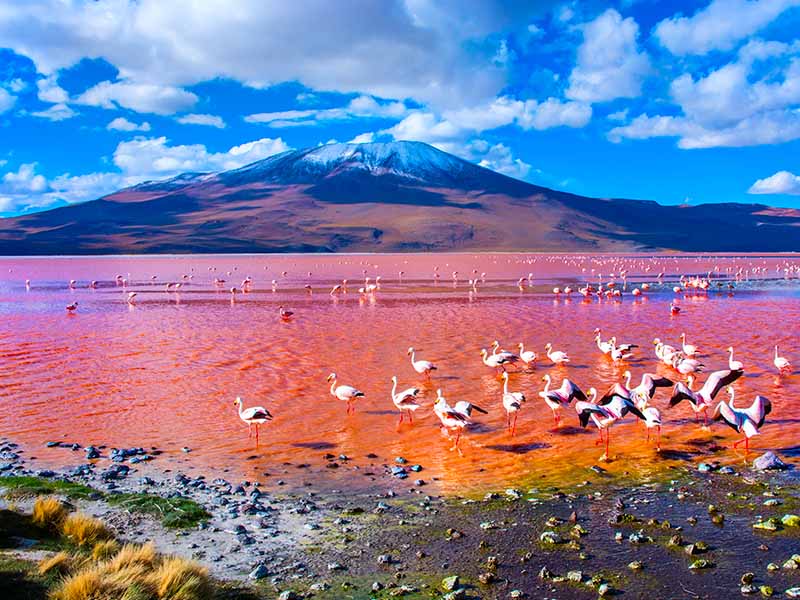 Oiseaux pateaugeant dans le Laguna Colorada