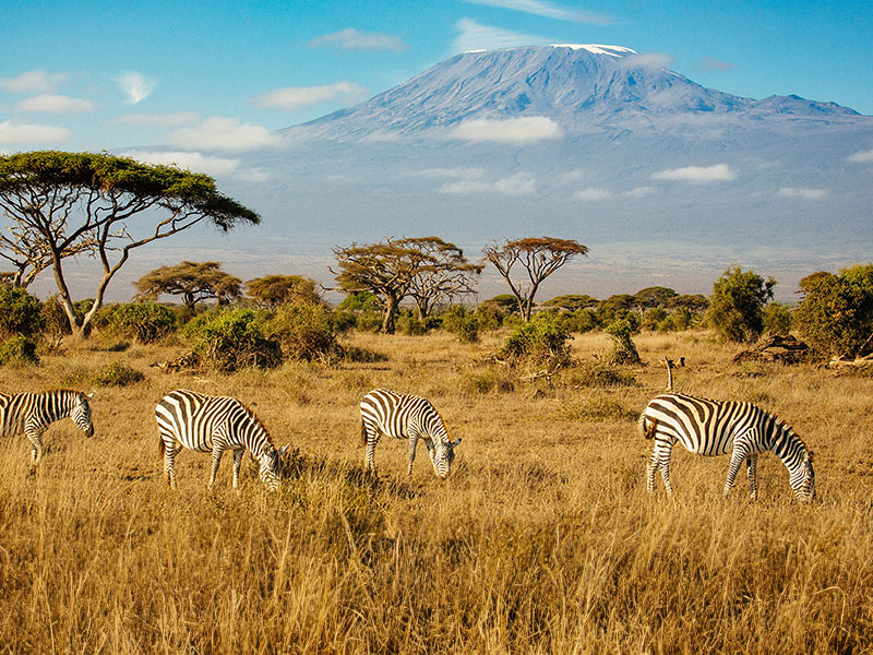 4 zèbres broutent dans la savane