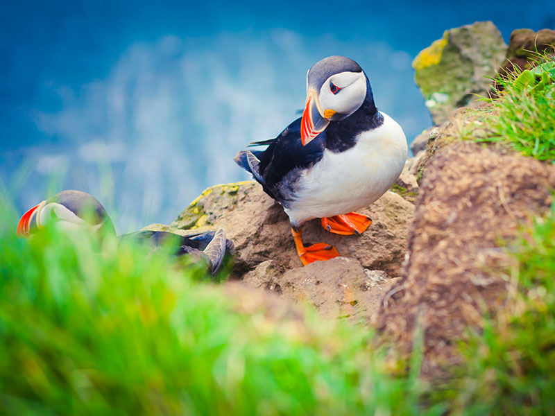 Un macareux moine sur une roche