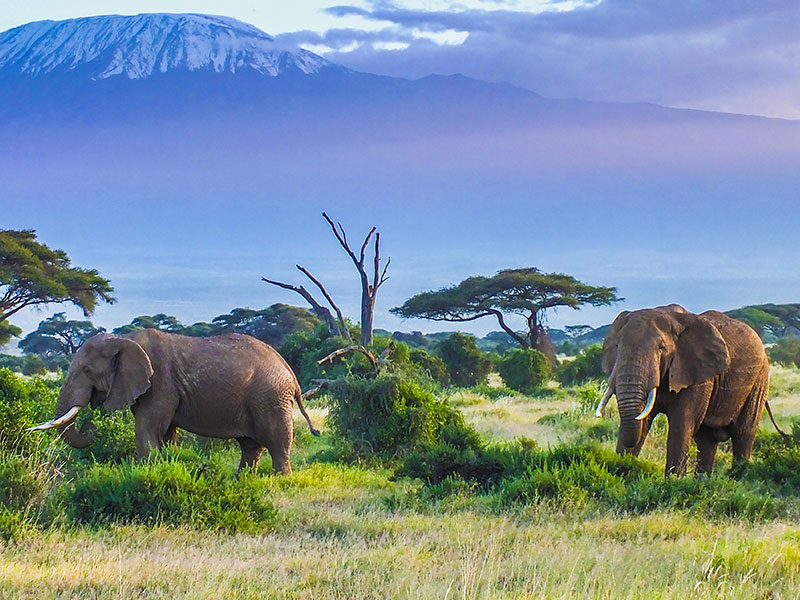 Deux éléphants dans la forêt africaine