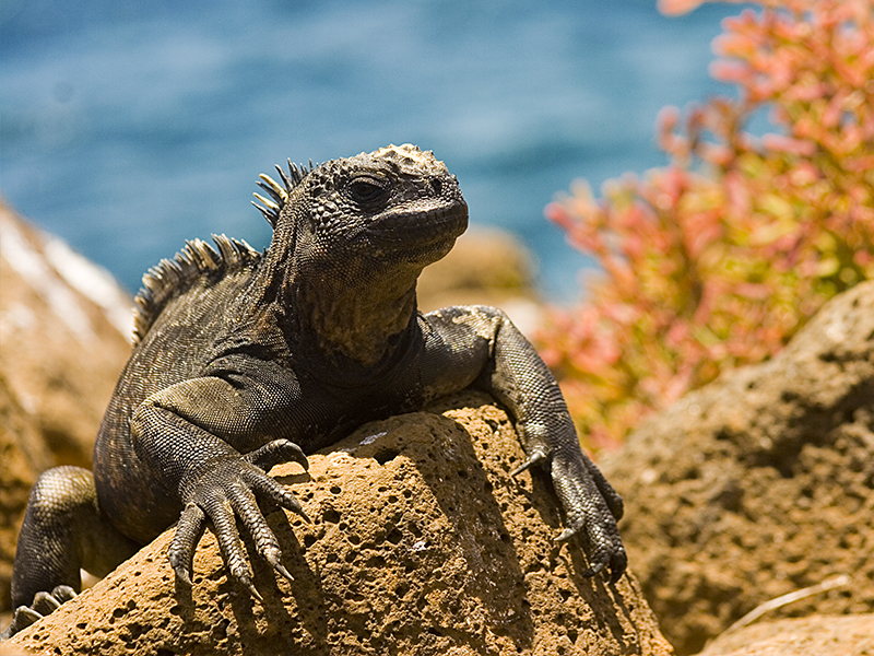 Lézard sur une roche