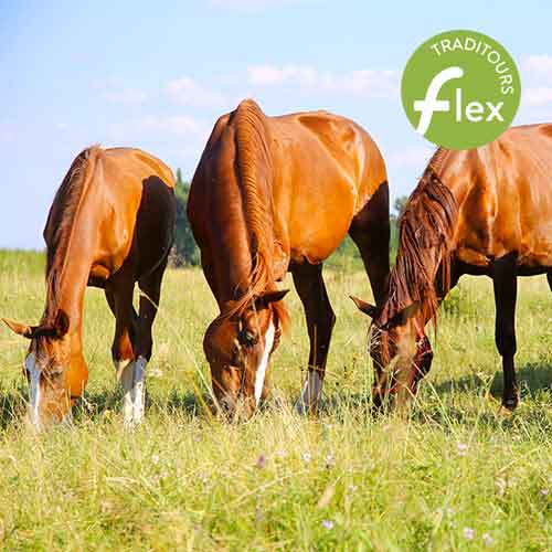 Chevaux mangeant le foin dans un champs