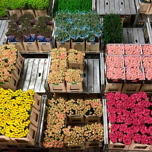 Fabuleux marché aux fleurs