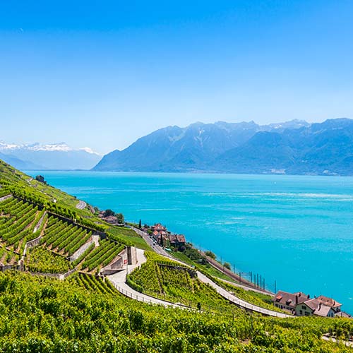Paysage fabuleux de vignobles qui côtoient  un fleuve à l'eau turquoise