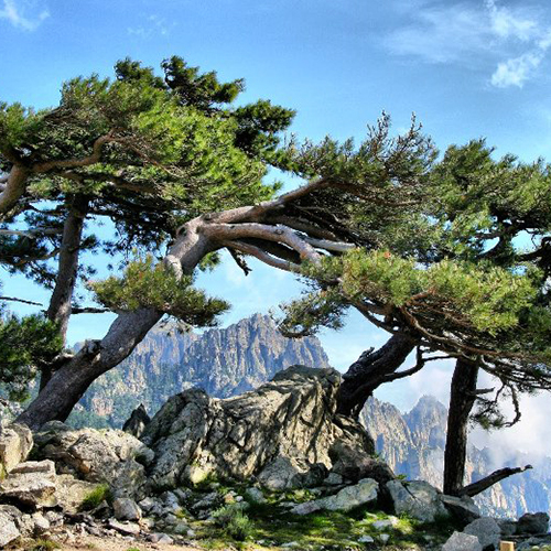 Deux arbres qui naissent de montagnes de roches