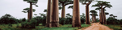 Madagascar?